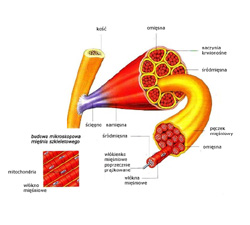 Budowa mięśnia